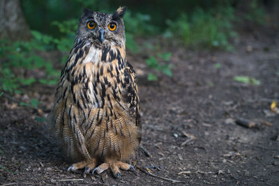 Portrait of owl on land