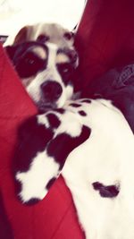 Close-up portrait of cat