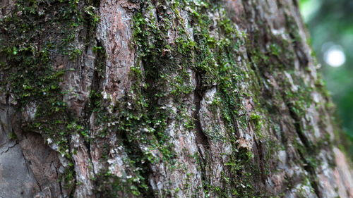 Close-up of moss on tree trunk