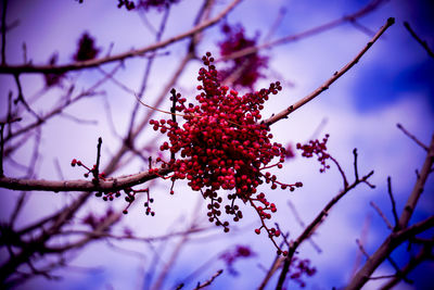 Low angle view of tree against sky