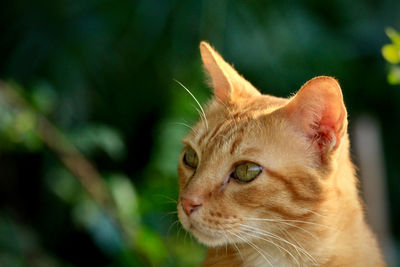 Close-up of a cat looking away