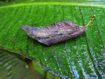 Close-up of insect on leaf