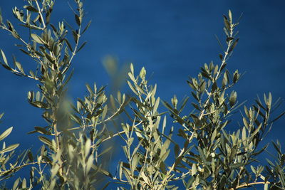 Low angle view of plants against blue sky