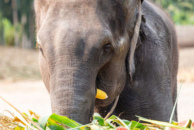 Elephant head is using its trunk to catch yellow corn. the elephant is going to eat my corn.