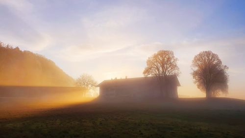 Trees on field against sky during sunset