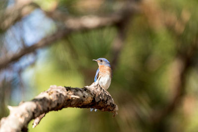 Fledgling female eastern bluebird sialia sialis perches on the trunk of a tree in naples, florida