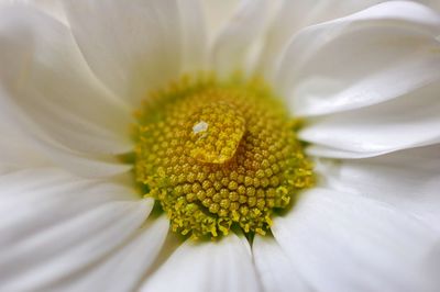 Close-up of flower blooming outdoors