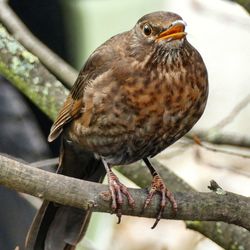 Close-up of bird perching on a branch