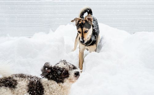 Winter leisure. pet care. adorable mixed breed dogs playing in the snow in the backyard