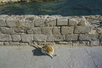 High angle view of a cat eating a fish