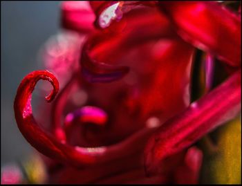 Close-up of red flower