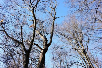 Low angle view of bare trees against clear sky