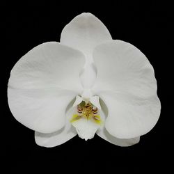 Close-up of white flower against black background