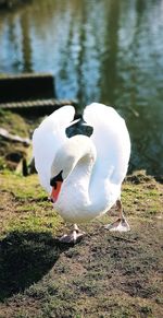 White swan on lakeshore