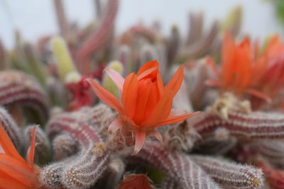 Close-up of red flower