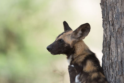 Close-up of a dog looking away