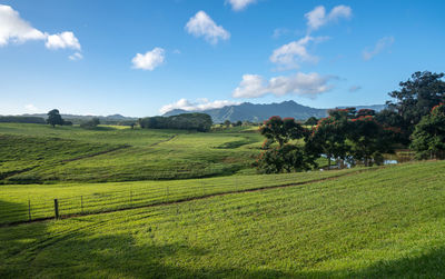 Scenic view of agricultural field against sky