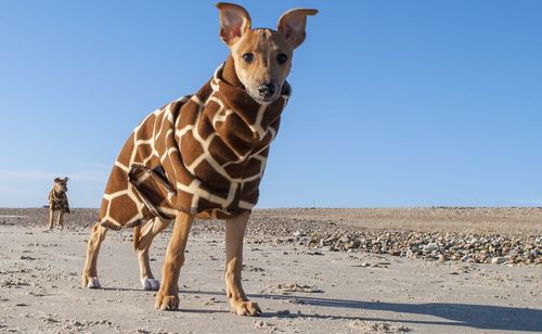 Portrait of dogs standing against clear sky