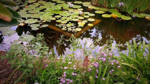 Close-up of water lily blooming in lake