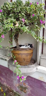 Potted plants in yard