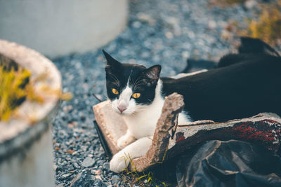 Portrait of cat relaxing outdoors