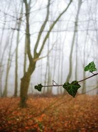 Close-up of plant growing in forest