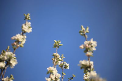 Low angle view of flowering plant against blue sky