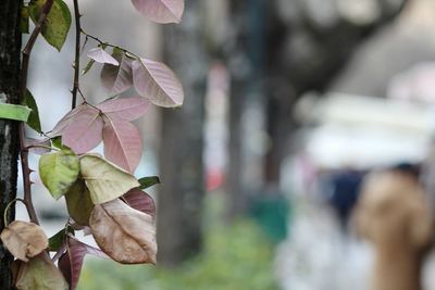 Close-up of pink flower tree