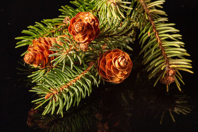 Close-up of fern growing on plant