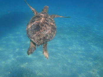 Jellyfish swimming in sea