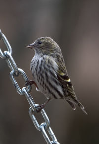 Close-up of bird perching outdoors