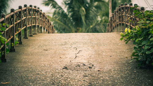 Surface level of footpath by palm trees