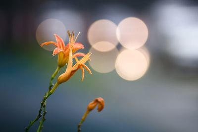 Raindrops on day-lily flowers by roadside