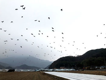 Flock of birds flying over road