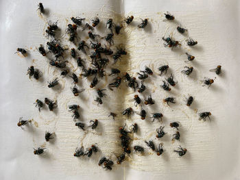 High angle view of ants on the table