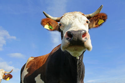 Portrait of cow