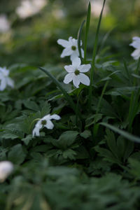 Close-up of white flowering plant on field