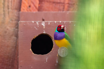 Close-up of parrot perching on wood
