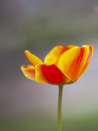 Close-up of yellow flower