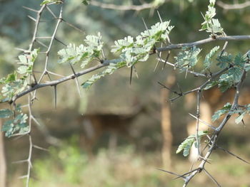 Close-up of flowering plant