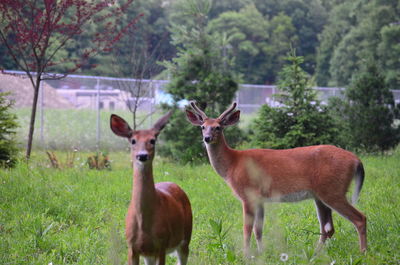 Deer in a field