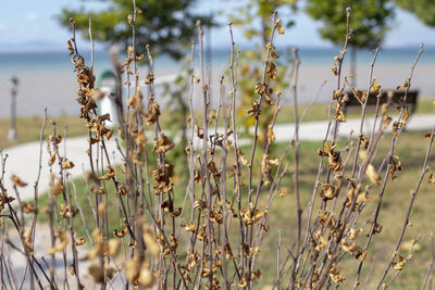 Close-up of flowering plants on land