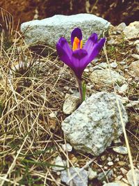 Close-up of purple crocus