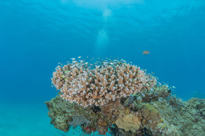 Coral reef and water plants in the red sea, eilat israel