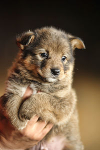 Portrait of cute puppy against black background