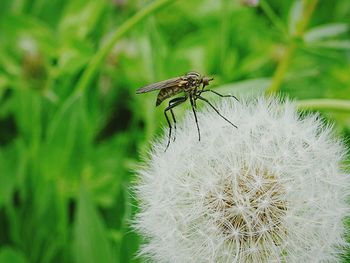 Close-up of white dandelion