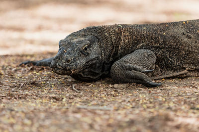 Close-up of lizard on field