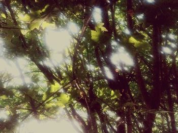 Low angle view of trees against sky