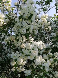 Close-up of white flowering plant