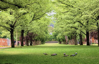 View of birds on grassy field in park